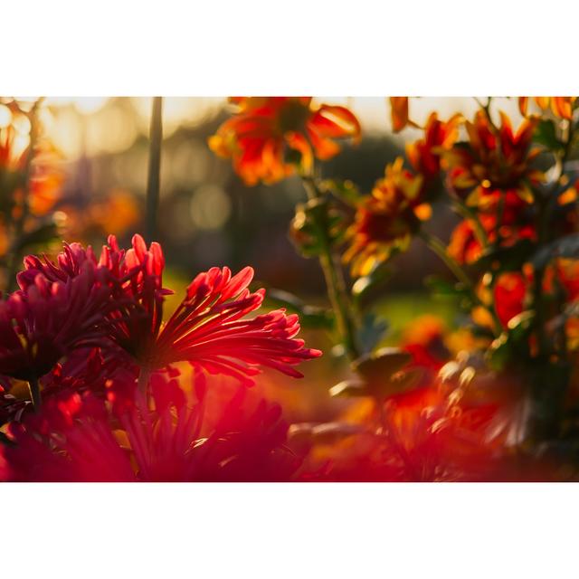 Bekah Red Chrysanthemums In Autumn - Wrapped Canvas Photograph 17 Stories Size: 20cm H x 30cm W x 3.8cm D on Productcaster.