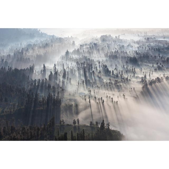 Weylyn Sunrise In Forest by Saiko3p - Wrapped Canvas Print Alpen Home Size: 30cm H x 46cm W x 3.8cm D on Productcaster.