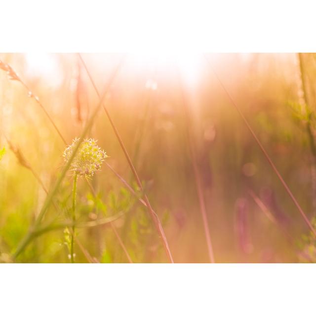 Wildflower During Sunrise by Pawel Gaul - Wrapped Canvas Print 17 Stories Size: 81cm H x 122cm W x 3.8cm D on Productcaster.