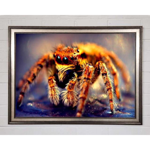 Spider Close-Up Framed Print Brayden Studio Size: 21cm H x 29.7cm W on Productcaster.