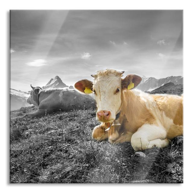 Simmental Cows In Front Of The Swiss Alps - No Frame Print on Glass August Grove Size: 70cm H x 70cm W x 0.4cm D on Productcaster.