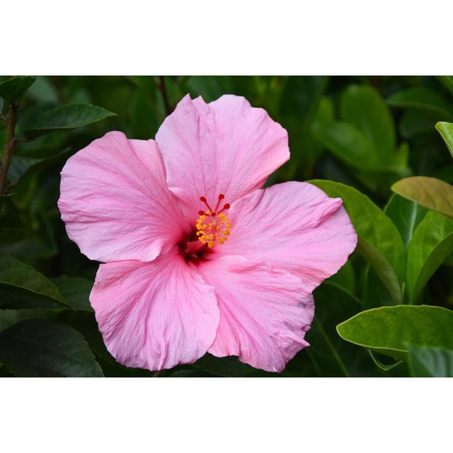 Pink Hibiscus Flowers by Kalichka - Wrapped Canvas Print 17 Stories Size: 20cm H x 30cm W on Productcaster.