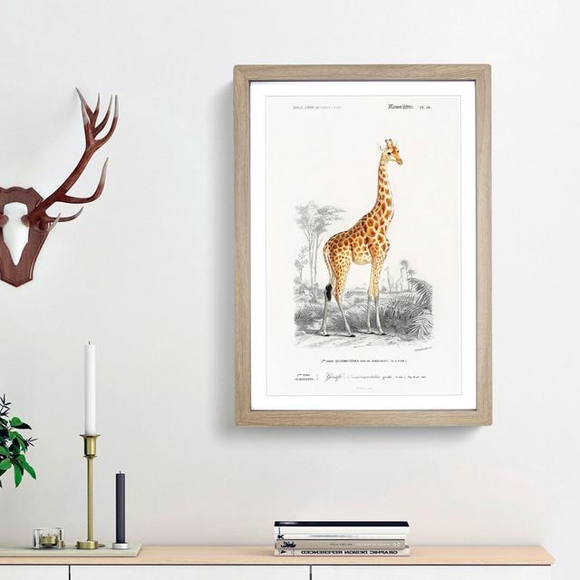 Giraffe by Charles d'Orbigny - Picture Frame Painting Print on MDF East Urban Home Frame Option: Oak Framed, Size: 36cm H x 27cm W x 2cm D on Productcaster.