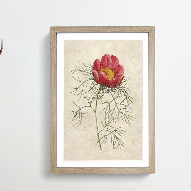 Red Peony Flower by Pierre-Joseph Redoute - Picture Frame Painting Print on MDF East Urban Home Frame Option: Oak Framed, Size: 48cm H x 36cm W x 2cm on Productcaster.