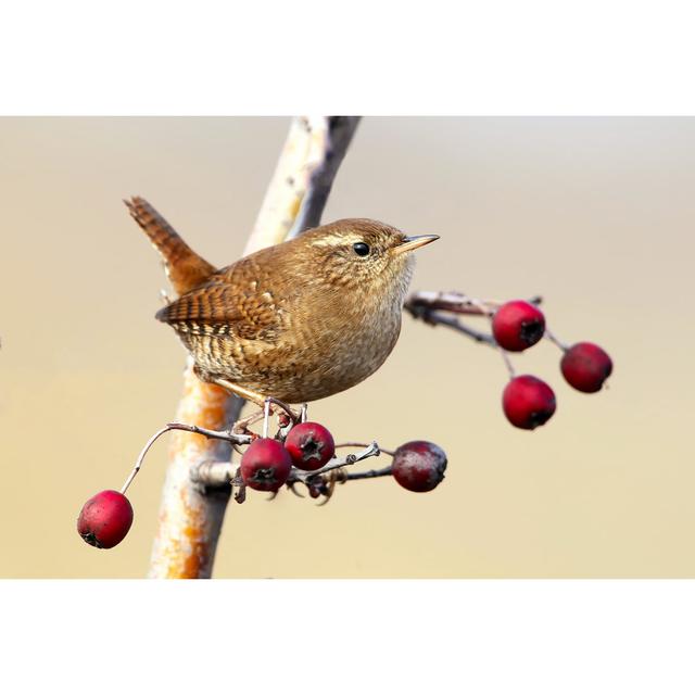 Portrait of Eurasian Wren - Wrapped Canvas Photograph Ebern Designs Size: 51cm H x 76cm W x 3.8cm D on Productcaster.