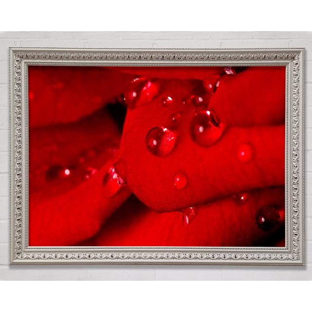 Red Petal Dew Drop - Single Picture Frame Art Prints Ebern Designs Size: 21cm H x 29.7cm W x 3cm D, Format: Gold Framed Paper on Productcaster.