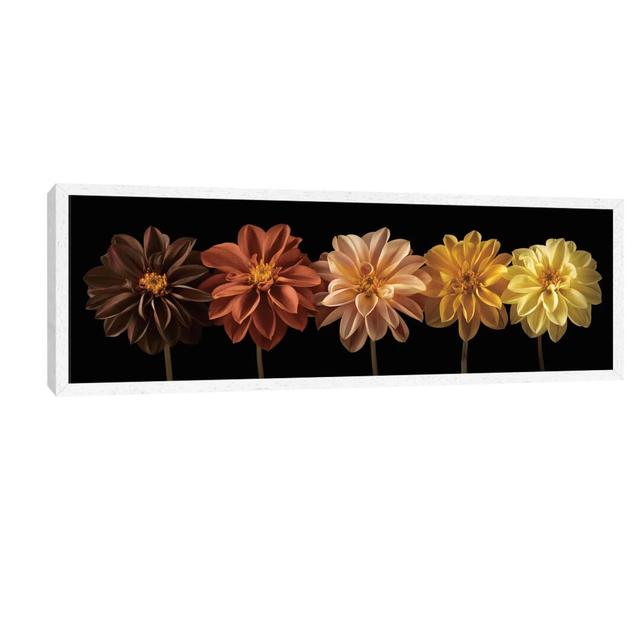 Floral Salute by Assaf Frank - Floater Frame Panoramic Print on Canvas Ebern Designs Frame Option: White Framed, Size: 30.48cm H x 91.44cm W x 3.81cm on Productcaster.