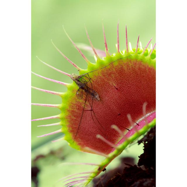 Venus Flytrap by ALittleSilhouetto - Wrapped Canvas Print Latitude Run Size: 46cm H x 30cm W x 3.8cm D on Productcaster.