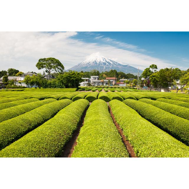 Green Tea Field With Mt Fuji Ebern Designs Size: 20cm H x 30cm W on Productcaster.