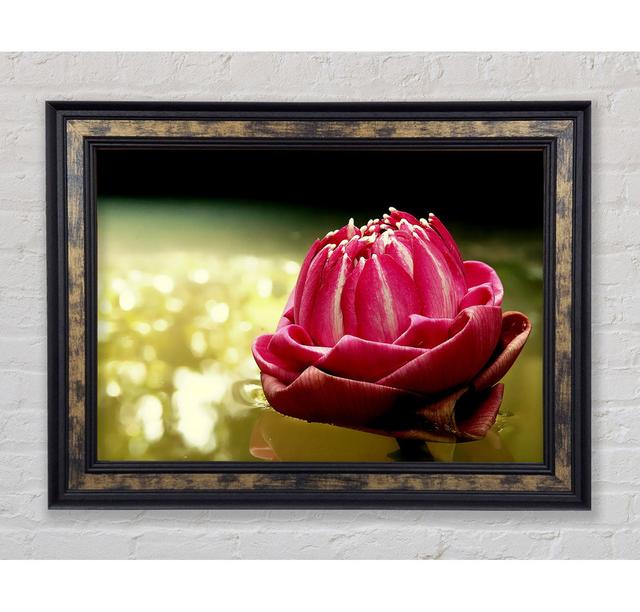 Pink Water Lily Sparkle - Print Bright Star Size: 59.7cm H x 84.1cm W x 8cm D on Productcaster.