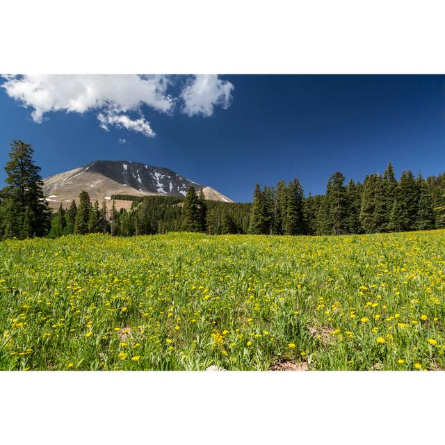 Meadow And Mount Peale by Desertsolitaire - Wrapped Canvas Print Alpen Home Size: 61cm H x 91cm W on Productcaster.