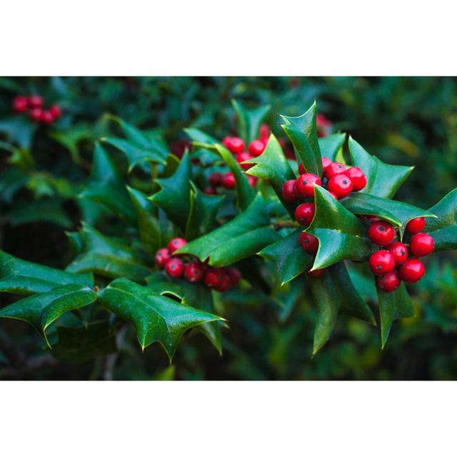 Holly Leaves and Red Berries Bush, Nature View in a Park by LesyaD - Wrapped Canvas Photograph The Seasonal Aisle Size: 81cm H x 122cm W on Productcaster.