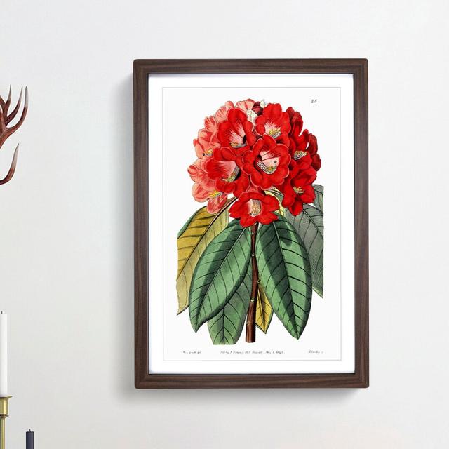 Red Rhododendron Flowers - Picture Frame Painting Print East Urban Home Frame Option: Walnut Framed, Size: 65cm H x 48cm W x 2cm D on Productcaster.