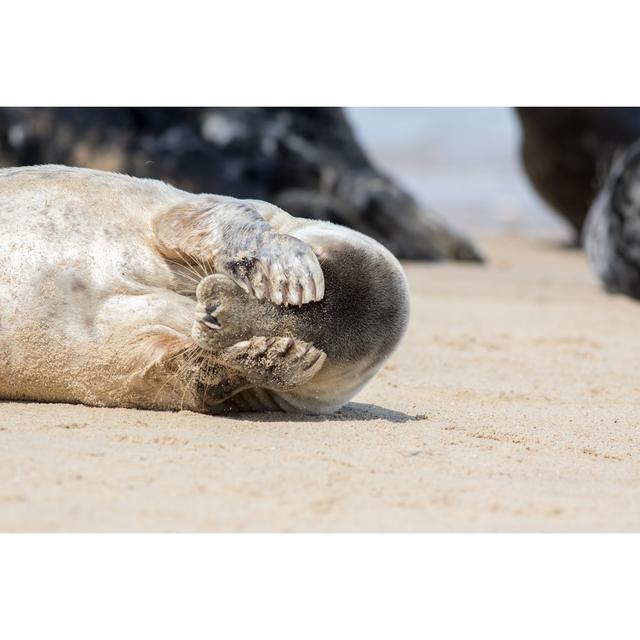 Cute Seal by Ian Dyball - Wrapped Canvas Photograph 17 Stories Size: 51cm H x 76cm W on Productcaster.