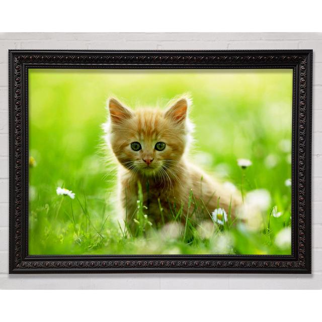 Playful Kitten Framed Print Bright Star Size: 100cm H x 141.4cm W on Productcaster.