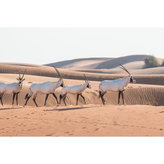 Arabian Oryx In Desert Brambly Cottage Size: 61cm H x 91cm W on Productcaster.