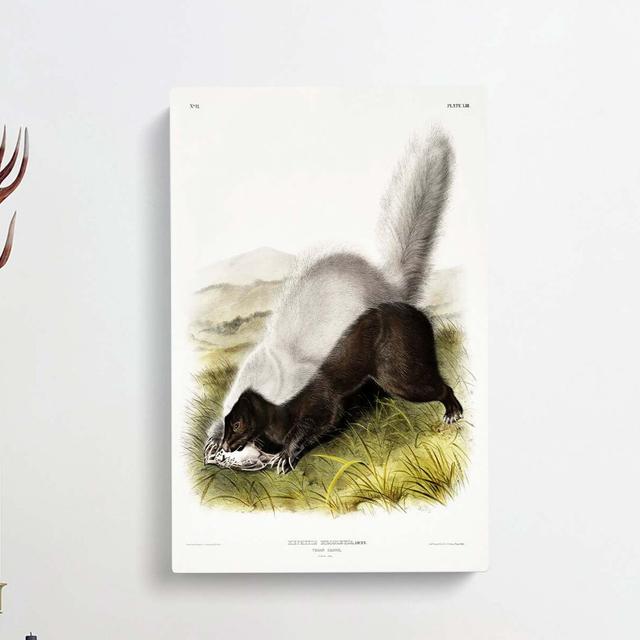 Texan Skunk by J.W. Audubon - Wrapped Canvas Print East Urban Home Size: 91cm H x 60cm W x 3cm D on Productcaster.