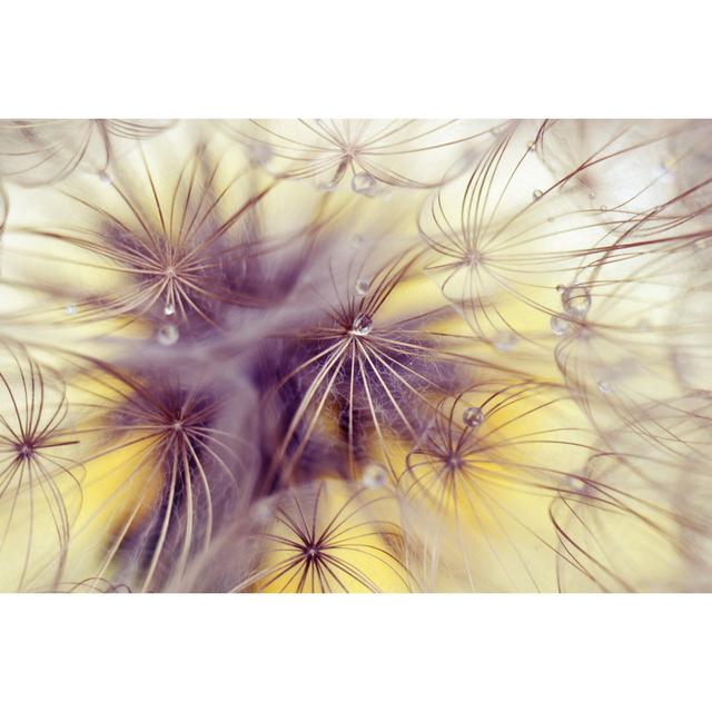 Beauty Dandelion by KulikovaN - Wrapped Canvas Print 17 Stories Size: 20cm H x 30cm W on Productcaster.