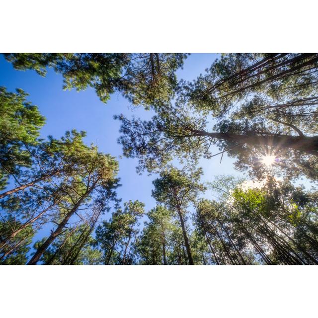 Pine Trees - Wrapped Canvas Photograph Union Rustic Size: 51cm H x 76cm W x 3.8cm D on Productcaster.