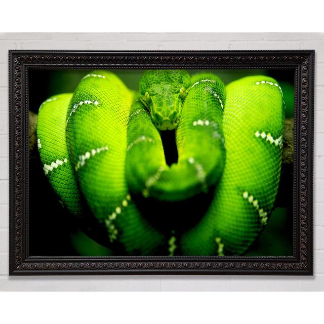 Green Snake Framed Print Bright Star Size: 100cm H x 141.4cm W on Productcaster.