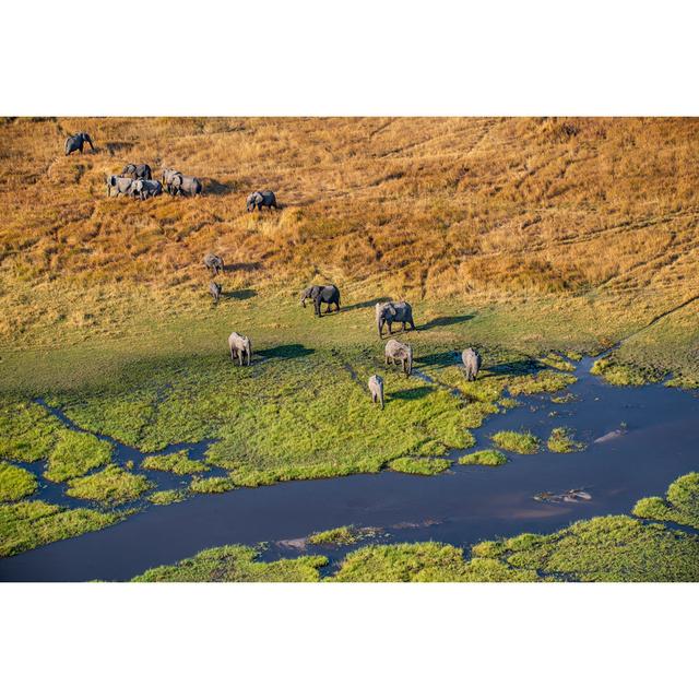 Aerial View Of Elephants, Okavango Delta, Botswana, Africa by Guenterguni - No Frame Print on Canvas 17 Stories Size: 61cm H x 91cm W on Productcaster.