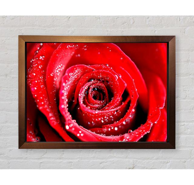 Water Drops On Red Rose - Single Picture Frame Print Bright Star Size: 59.7cm H x 84.1cm W x 3.4cm D on Productcaster.