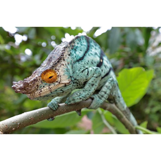 Male Parson's Chameleon by Ken Griffiths - Wrapped Canvas Photograph 17 Stories Size: 30cm H x 46cm W on Productcaster.