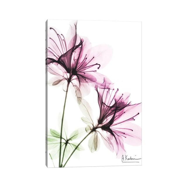 Splendid Beauty I by - Wrapped Canvas Graphic Art ClassicLiving Size: 45.72cm H x 30.48cm W x 1.91cm D on Productcaster.