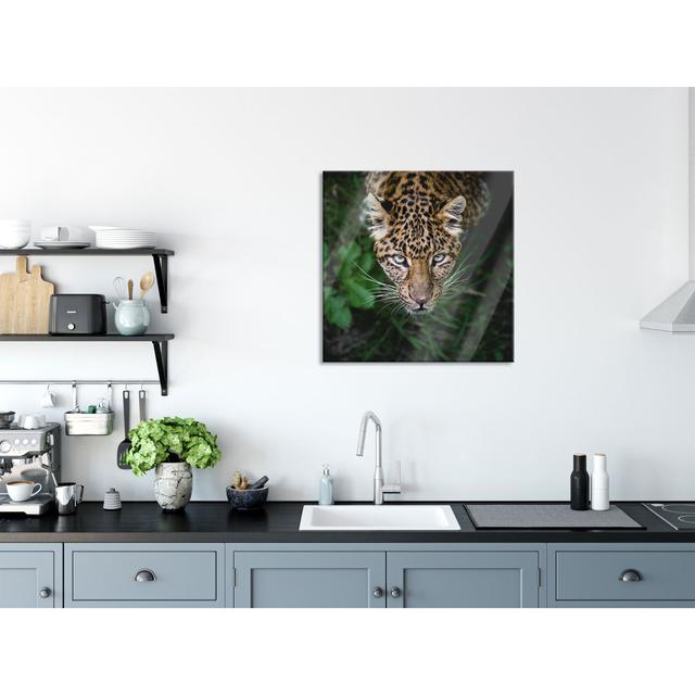 Dangerous Panther in the Forest from Above - Unframed Photograph on Glass Ebern Designs Size: 80cm H x 80cm W x 0.4cm D on Productcaster.