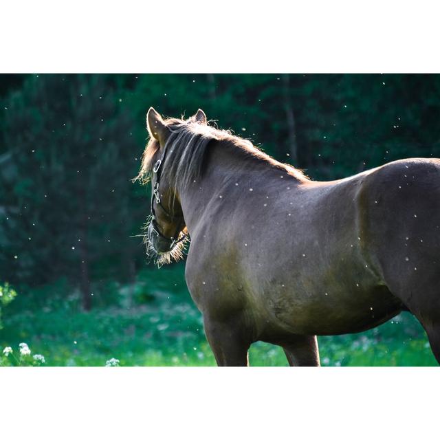 Horse on Meadow by Sitikka - Wrapped Canvas Photograph Alpen Home Size: 81cm H x 122cm W on Productcaster.