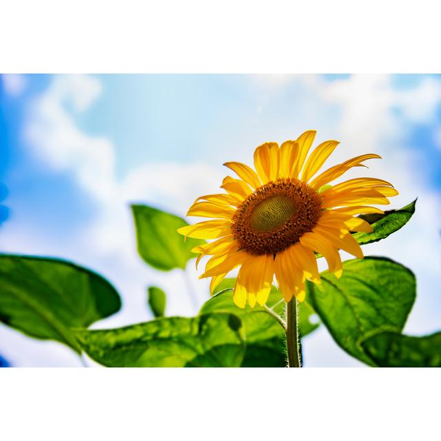 Sunflower in Full Bloom with Blue Sky - Wrapped Canvas Photograph August Grove Size: 51cm H x 76cm W on Productcaster.