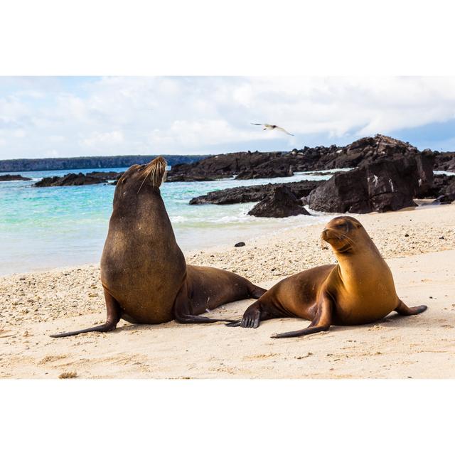 Couple Of Sea Lions by PatricioHidalgoP - Wrapped Canvas Print 17 Stories Size: 51cm H x 76cm W on Productcaster.