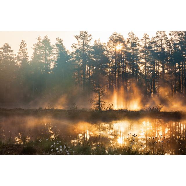 Sunrise in Woods - Wrapped Canvas Photograph Union Rustic Size: 81cm H x 122cm W x 3.8cm D on Productcaster.