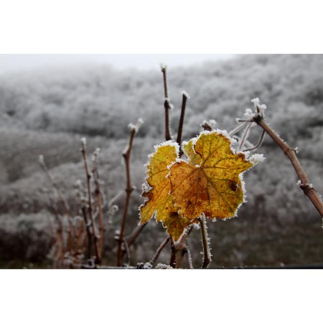 Tasen Tasen Frost Covered Vineyard - Wrapped Canvas Print Latitude Run Size: 30cm H x 46cm W x 3.8cm D on Productcaster.