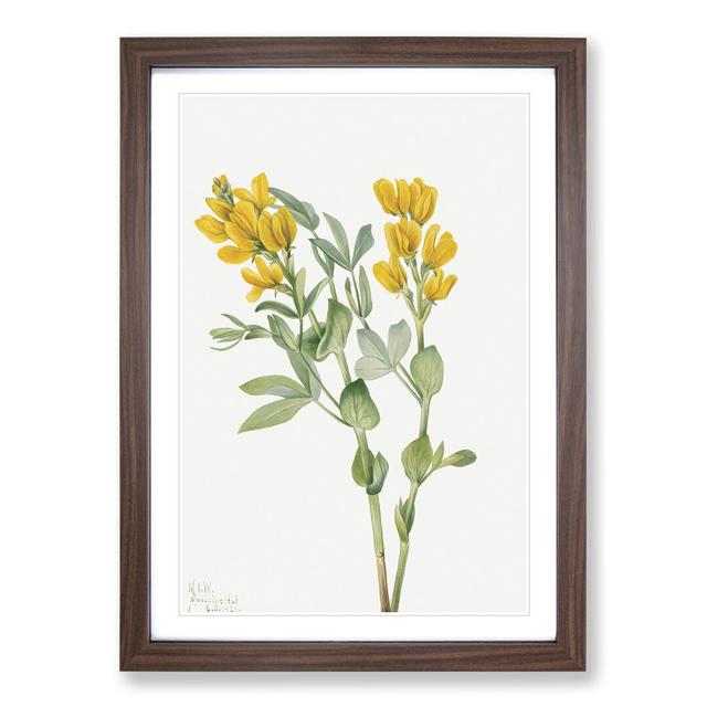 Goldenpea by Mary Vaux Walcott - Picture Frame Painting East Urban Home Frame Option: Walnut Framed, Size: 36cm H x 27cm W x 2cm D on Productcaster.