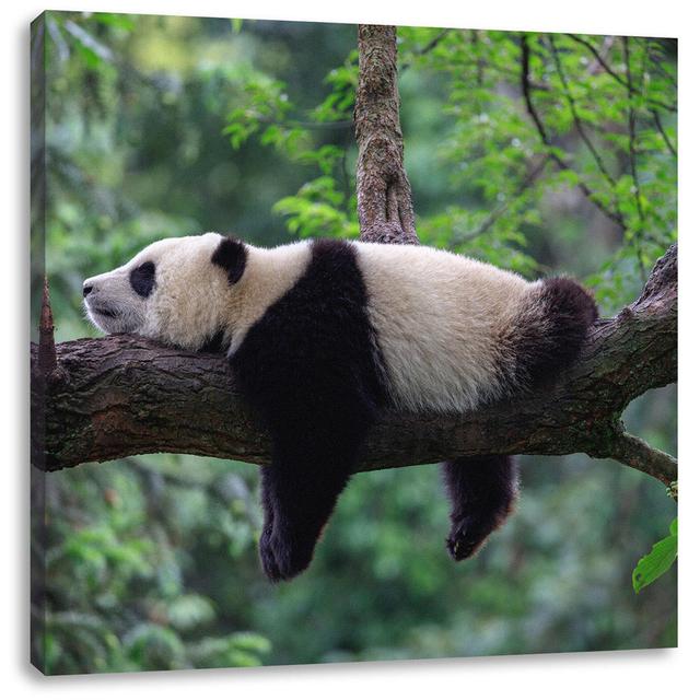 Leinwandbild Sleeping Panda on Tree Trunk World Menagerie Maße: 60 cm H x 60 cm B x 1,8 cm T on Productcaster.