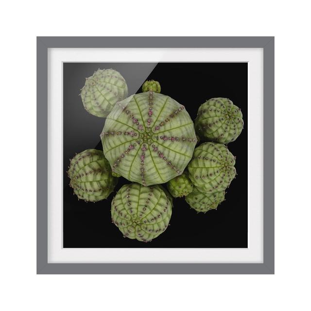 Picture With Frame - Euphorbia - Sea Urchinacea - Square 1:1mATTE Highland Dunes Size: 70cm H x 70cm W x 2cm D, Frame Option: Grey Framed on Productcaster.