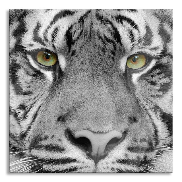 Close-up Sumatra Tiger - No Frame Print on Glass Ebern Designs Size: 80cm H x 80cm W x 0.4cm D on Productcaster.