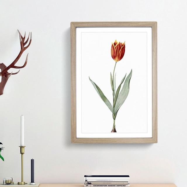 Tulip Flower by Pierre-Joseph Redoute - Picture Frame Painting Print East Urban Home Frame Option: Oak Framed, Size: 48cm H x 36cm W x 2cm D on Productcaster.