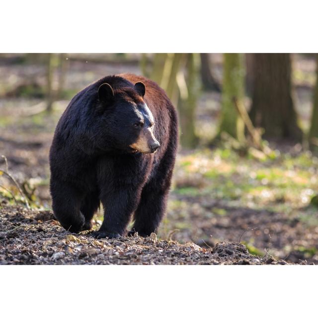 American Black Bear - Wrapped Canvas Print Alpen Home Size: 30cm H x 46cm W on Productcaster.