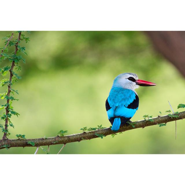 Woodland Kingfisher by Shalamov - Wrapped Canvas Print 17 Stories Size: 30cm H x 46cm W on Productcaster.