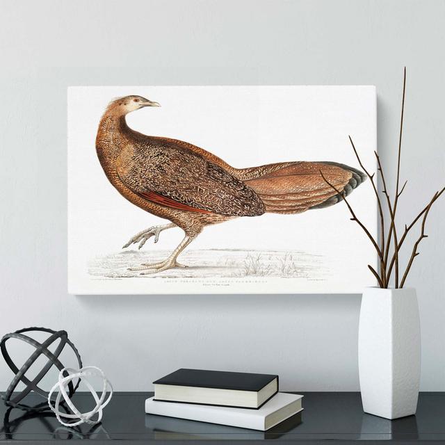 Argus Pheasant Illustration by John Edward Gray - Wrapped Canvas Painting Pint East Urban Home Size: 50cm H x 76cm W x 3cm D on Productcaster.