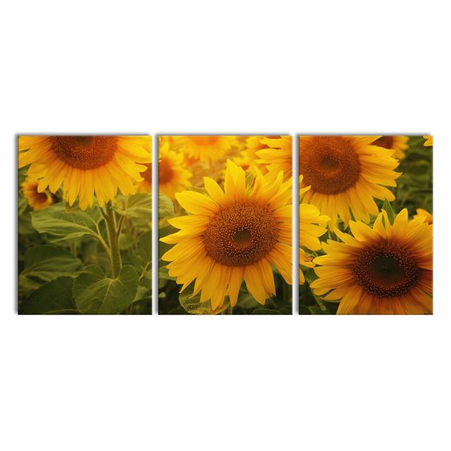 Sunflower 3-Piece Photograph Set on Canvas East Urban Home Size: 80cm H x 180cm W on Productcaster.