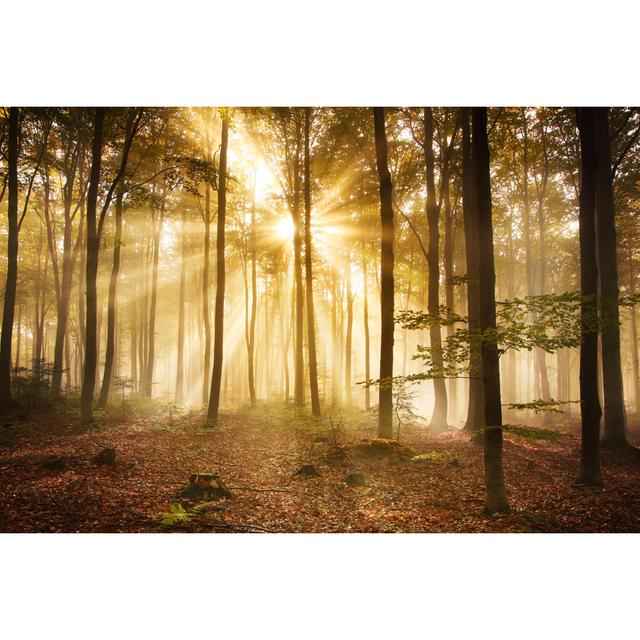 Foggy Autumn Forest by Konradlew - Wrapped Canvas Art Prints Alpen Home Size: 20cm H x 30cm W on Productcaster.