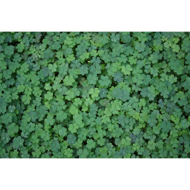 Clover Background by PhotographerOlympus - No Frame Print on Canvas Latitude Run Size: 81cm H x 122cm W on Productcaster.