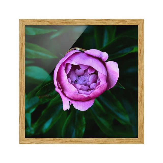 Purple Peony Flower Before Leaves - Picture Frame Graphic Art Rosalind Wheeler Size: 50cm H x 50cm W x 2cm D, Frame Option: Brown Framed on Productcaster.