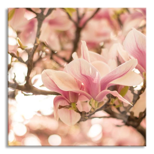 Glasbild Pink Magnolia Blossoms in Spring Brayden Studio Größe: 80 cm H x 80 cm B x 0.4 cm T on Productcaster.