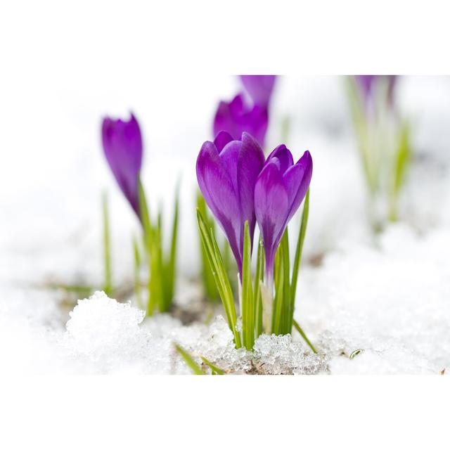 Violet Crocuses by Iurii - Wrapped Canvas Print 17 Stories Size: 20cm H x 30cm W on Productcaster.