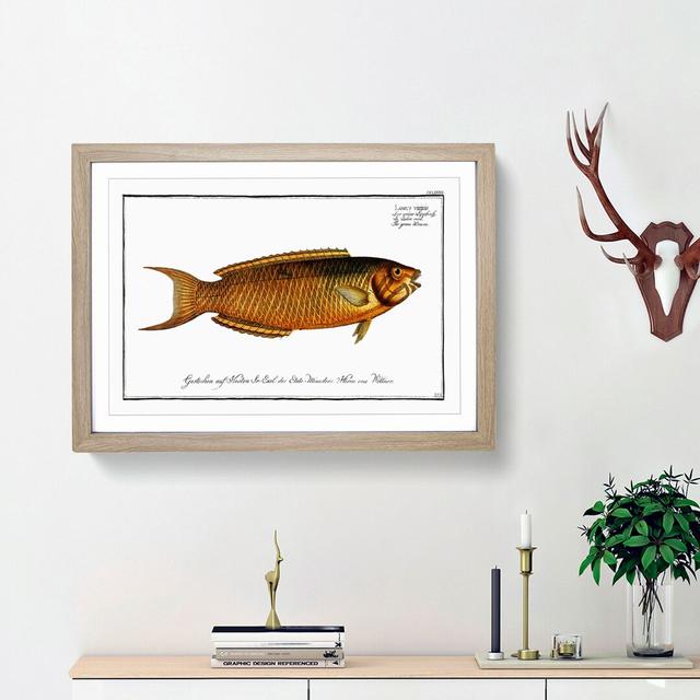 Green Wrasse Fish by M.E. Bloch - Picture Frame Painting Print East Urban Home Size: 36cm H x 48cm W x 2cm D, Frame Option: Oak Framed on Productcaster.