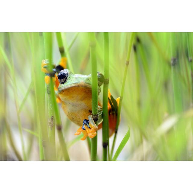 Flying Frog Peeking by Wel_nofri - Wrapped Canvas Print Latitude Run Size: 81cm H x 122cm W on Productcaster.